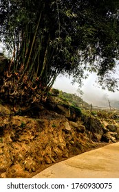 Bamboo On The Path In The Villages Of The Sapa Mountains During A Trek With The Hmong Ethnic Minority, North Vietnam