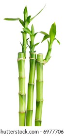 Bamboo  on the white background