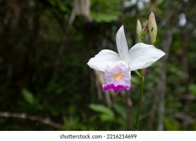 The Bamboo Orchid (Arundina Graminifolia) Gets Its Name From Its Stem That Can Grow More Than 1.5 M Tall, As Well As Its Slender, Bamboo-like Leaves. Found In Open Grasslands