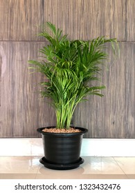 Bamboo Palm Or Reed Palm In A Pot