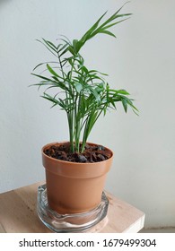 Bamboo Palm Tree Plant Garden