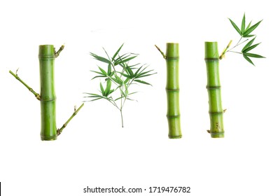 Bamboo part isolated on white background, Set or collection of green bamboo part as background or wallpaper, Closeup Chinese bamboo part