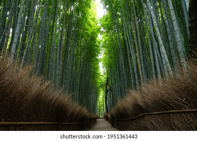 Bamboo Path In Arashiyama, Kyoto, Japan