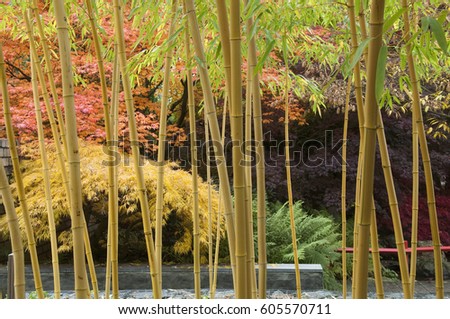 The bamboo Phyllostachys vivax 'Aureocaulis' with maples in autumn colors
