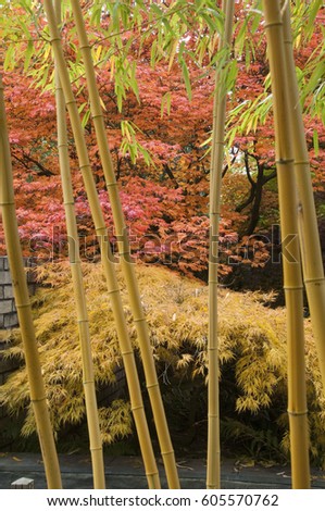 The bamboo Phyllostachys vivax 'Aureocaulis' and some maples in autumn colors
