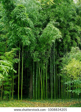 Bamboo Phyllostachys vivax 'Huanvenzhn'