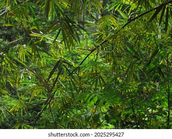 Bamboo Plant (Bambusoideae) Green Leaves Background