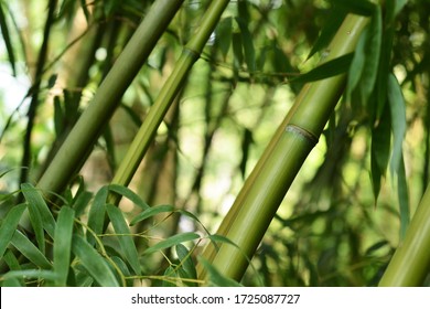 Bamboo Plant Forest In A Garden