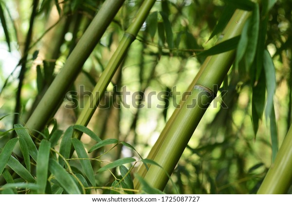 Bamboo plant forest in a\
garden