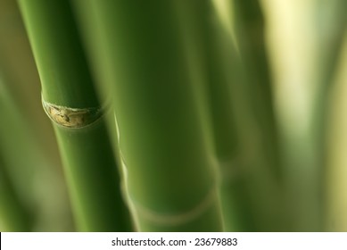 18,382 Bamboo shadow Images, Stock Photos & Vectors | Shutterstock