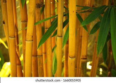 Yellow Bamboo Trees High Res Stock Images Shutterstock