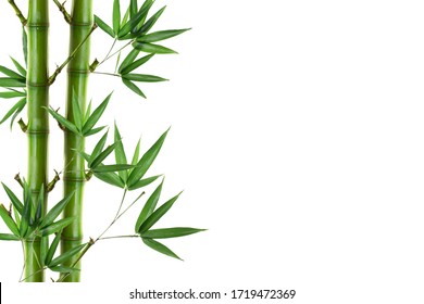 21,961 Bamboo Stalks Images, Stock Photos & Vectors | Shutterstock