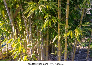 Bamboo Plants In A Garden