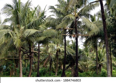 Bamboo poles scaffolding tied high up the coconut trees that connect all trees in one loop where toddy tapper bridges to collect sap