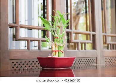 Bamboo in a pot.