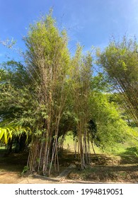 Bamboo at Putrajaya presint 1 lake