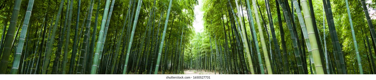 Bamboo Rain Forest Panoramic Landscape