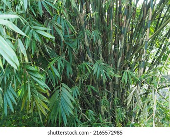 Bamboo Reed Aur Perennial Evergreen Flowering Stock Photo 2165572985 ...