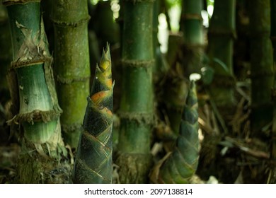 Bamboo seedlings growing in full sun will grow the fastest. Bamboo is a versatile plant and most species can survive in many conditions
