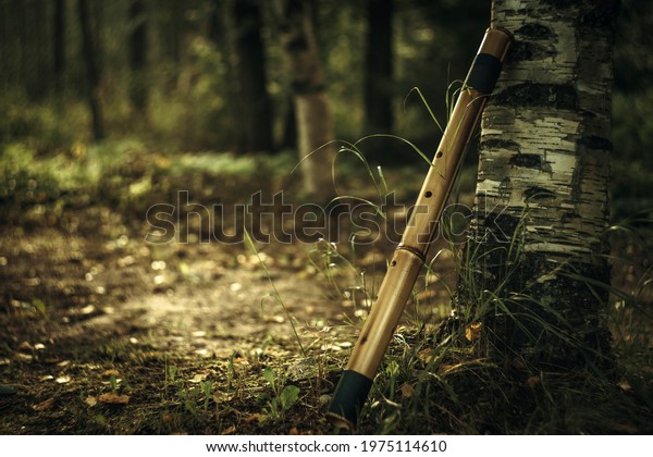 A bamboo\
shakuhachi flute is leaning against a white birch tree against a\
forest background.Music for\
relaxation