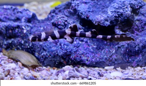 Bamboo Shark Baby (Brown-spotted Cat Shark,Brown-banded Catshark)  In Marine Aquarium. Juveniles Have The Bands And Occasionlly Spots. Chiloscyllium Punctatum Is Marine Fish In Family Hemiscylliidae.