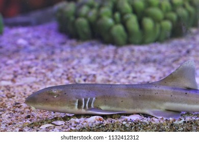 Bamboo Shark (Brown-spotted Cat Shark,Brown-banded Catshark) Baby  In Marine Aquarium Tank. Chiloscyllium Punctatum Is Marine Fish In Family Hemiscylliidae.