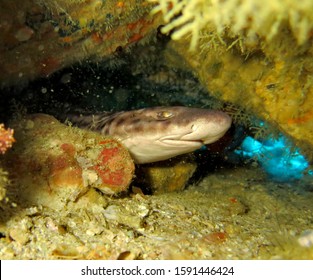 Bamboo Sharks Found Shallow Waters 260nw 1591446424 