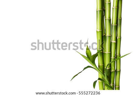 Bamboo shoot.