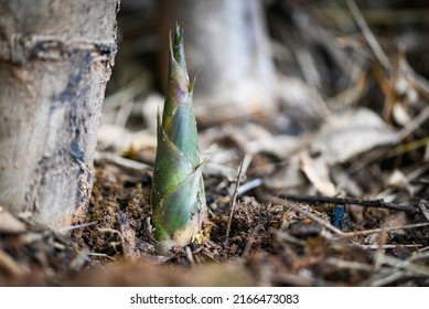 Bamboo shoot on ground in the bamboo forest , Fresh raw bamboo shoots on nature background 