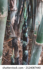 Bamboo shoot, Bamboo sprout, Phyllostachys pubescens, Rebung, at agriculture bamboo farm. green natural background at bamboo garden. can used as vegetables in numerous Asian, good food ingredient.