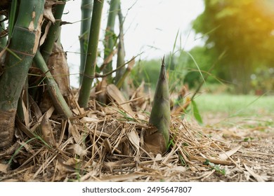 Bamboo shoots emerge from the ground near bamboo clumps, an organic plant in an agricultural garden.                               - Powered by Shutterstock