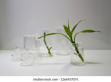 bamboo sprout in the flask. biotechnology concept