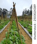 Bamboo stakes in the shape of triangles are arranged very precisely and diligently