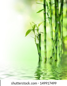 bamboo stalks on water