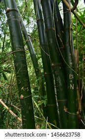 Bamboo Stems inside a jungle, with patterns and drawings from unknown trekkers