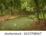 Bamboo thickets on the banks of the Maly Stream in the Lower Garden of the Sochi Arboretum National Park, Sochi, Krasnodar Territory, Russia