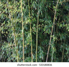 Bamboo Tree Stock Photo 533180836 | Shutterstock