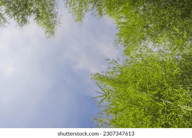 Bamboo tree in the blue sky and clouds background. Low angle view with empty blank copy text space. Concept for international forest day, go green, earth day, ecology. - Powered by Shutterstock