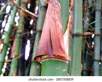 It Is A Bamboo Tree. Bamboo Is A Fast Growing Tree.