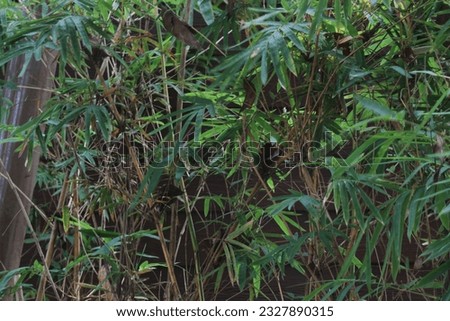 Bamboo tree in the garden. Bamboo tree