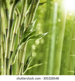Bamboo Tree With Leaf