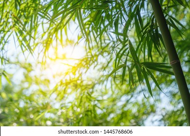 Bamboo Tree Park Outdoor Nature