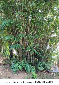 Bamboo tree at Putrajaya presint 1 lake