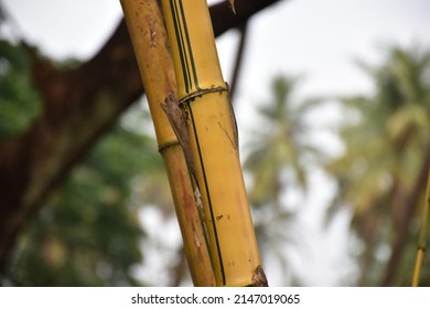 A Bamboo Tree Shown In Thrissur District In Kerala.