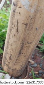 bamboo tree trunks in the yard