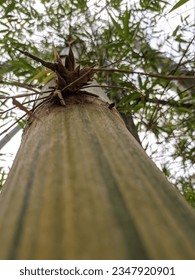 bamboo tree with a unique texture