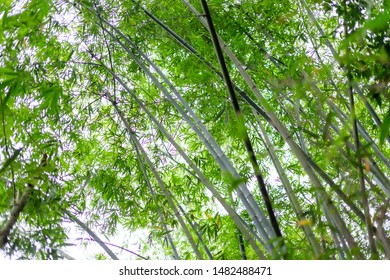 Bamboo Tree View Low Angle See Thru Sky