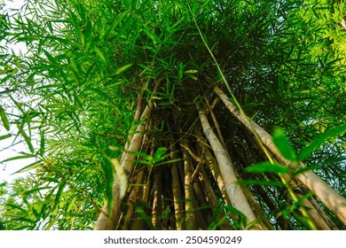 bamboo tree in the yard, Lush forests with bamboo, green leaves and a variety of plants. - Powered by Shutterstock