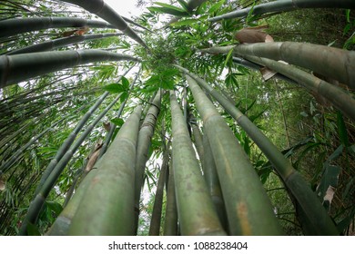bamboo trees looking up