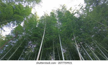 Bamboo Trees Sky Facing View